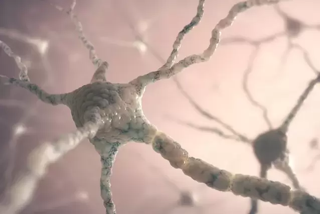 Structure des neurones